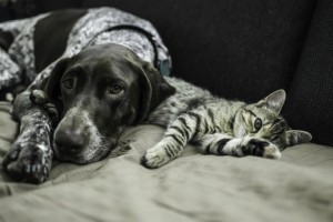 Cat and Dog on couch